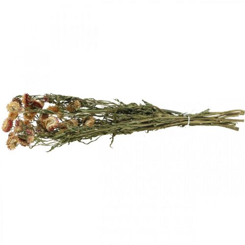 Floristik24 Straw flower Yellow, Red dried Helichrysum dried flower 50cm 60g