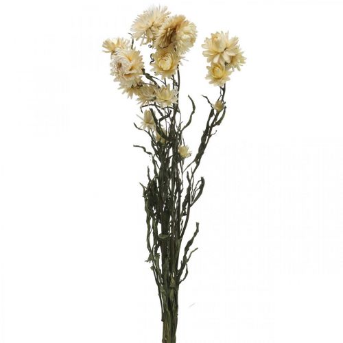 Product Dry décor Strawflower cream Helichrysum dried 50cm 30g