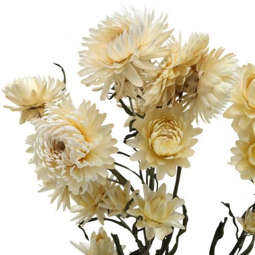 Product Dry décor Strawflower cream Helichrysum dried 50cm 30g