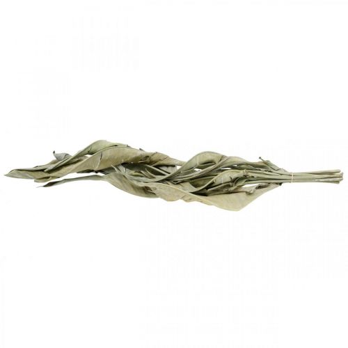 Floristik24 Strelitzia leaves dried green frosted 45-80cm 10 pcs