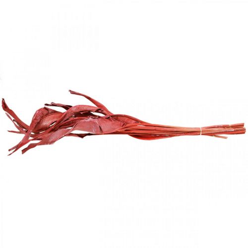 Floristik24 Strelitzia leaves red frosted dried floristry 45-80cm 10 pcs