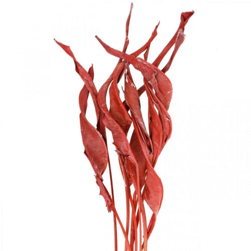 Floristik24 Strelitzia leaves red frosted dried floristry 45-80cm 10 pcs