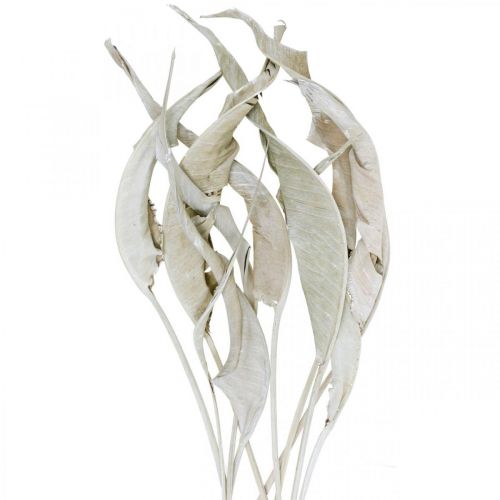 Floristik24 Strelitzia leaves washed white dried 45-80cm 10p