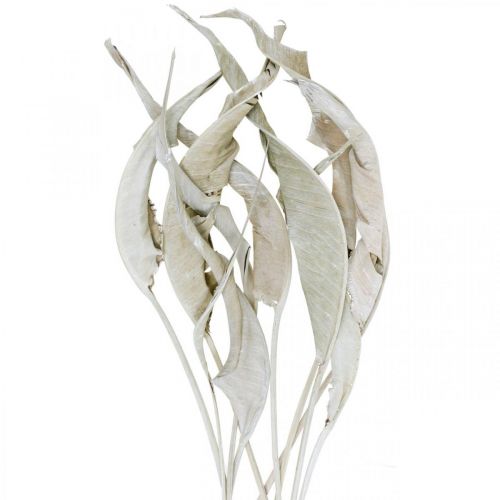 Strelitzia leaves white washed dried 45-80cm 10 pcs