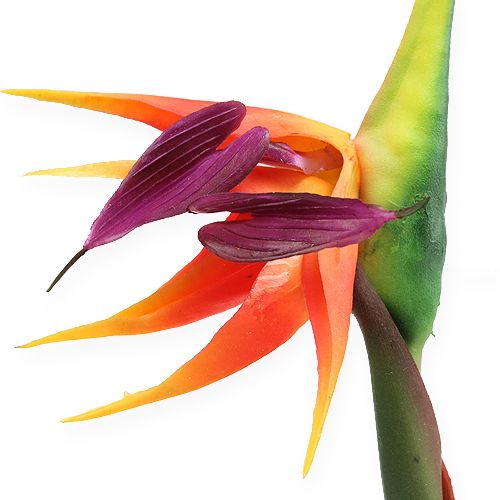 Product Strelitzia bird of paradise flower 62cm