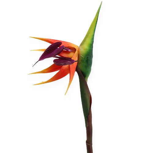 Floristik24 Strelitzia bird of paradise flower 62cm