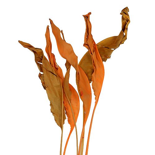 Floristik24 Strelitzia leaves orange 120cm 20 pcs