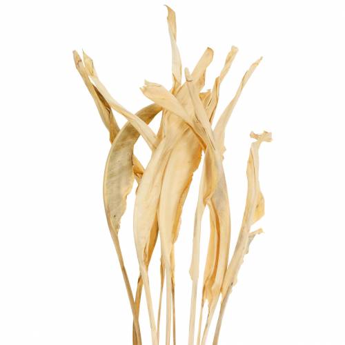 Floristik24 Strelitzia leaves bleached 10 pcs dry decoration