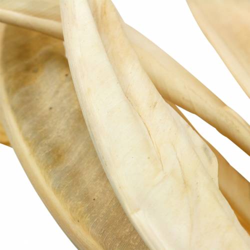 Floristik24 Strelitzia leaves bleached 10 pcs dry decoration