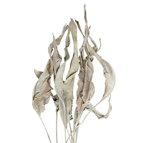 Decorative leaves Strelitzia leaves whitewashed 120cm 10 pcs