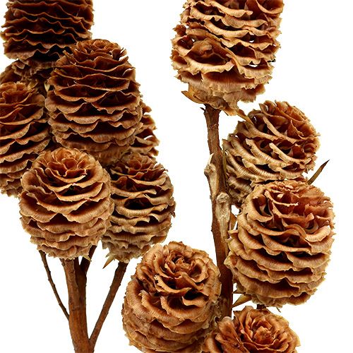 Product Strictum 6 - 9 heads 25 pcs