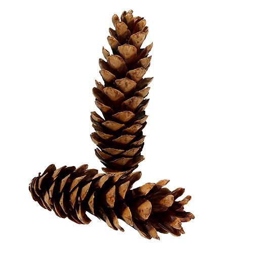 Strobus cones 20 - 25cm lacquered 50p