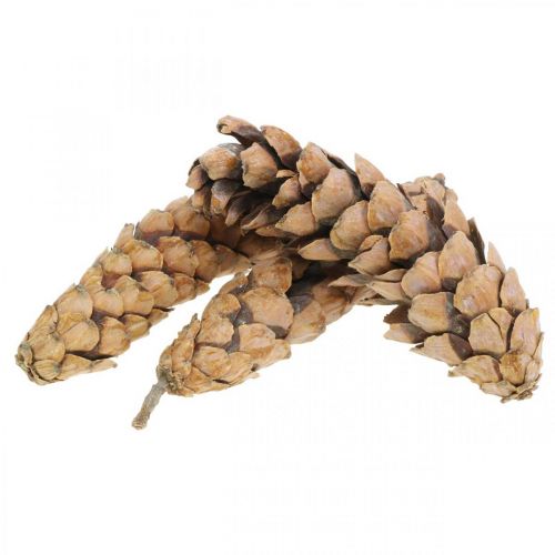 Floristik24 Pine cones Weymouth pine Strobus natural mixed 2,5kg