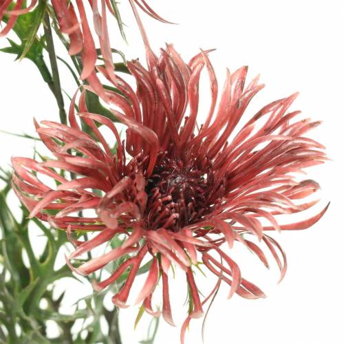 Floristik24 Xanthium branch Bordeaux 69cm 3pcs