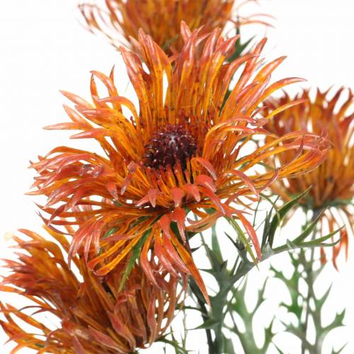 Floristik24 Xanthium branch orange 69cm 3pcs
