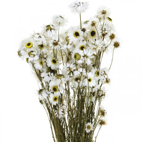Floristik24 Acroclinium White, dried plants, straw flowers, dried floristry L20–40cm 25g