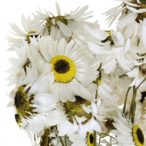 Floristik24 Acroclinium White, dried plants, straw flowers, dried floristry L20–40cm 25g
