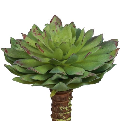 Floristik24 Succulent Echeveria Artificial Green Plant Green Ø6cm 10.5cm