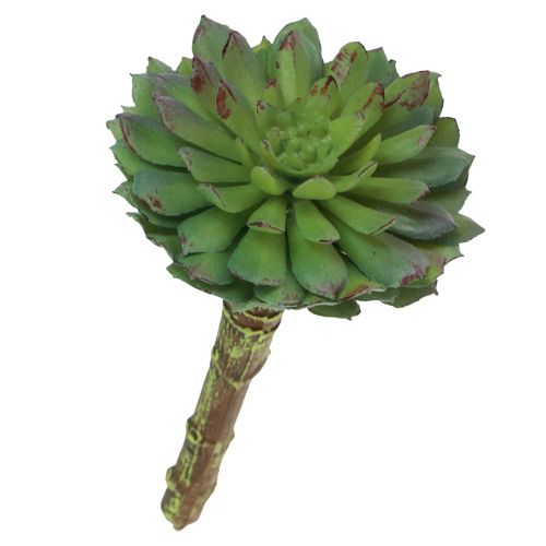 Floristik24 Succulent Echeveria Artificial Green Plant Green Ø6cm 10.5cm