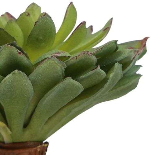 Floristik24 Succulent Echeveria Artificial Green Plant Green Ø6cm 10.5cm