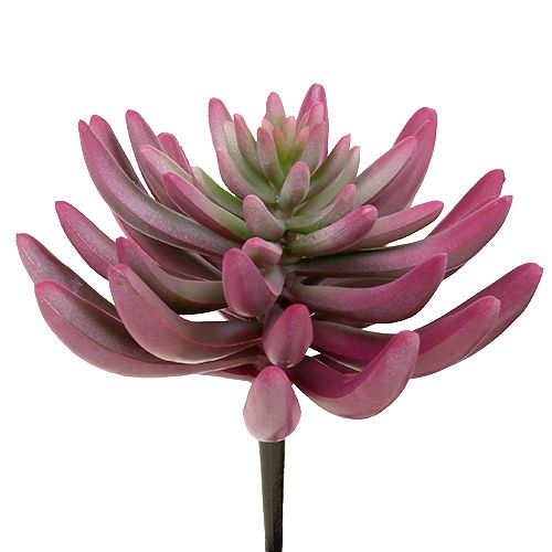 Succulent plant 15cm purple