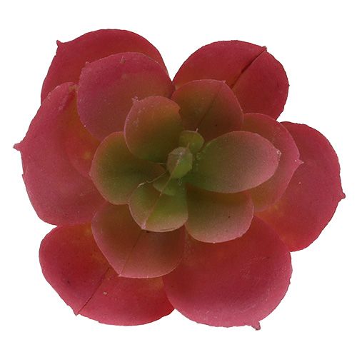 Floristik24 Succulent Ø5cm Pink 6 pcs
