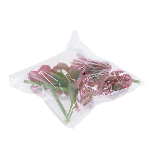 Floristik24 Succulent Ø5cm Pink 6 pcs