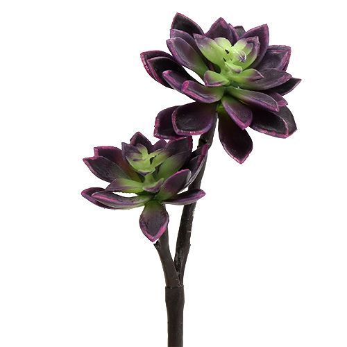 Floristik24 Succulent plant dark purple-gray Ø7cm, Ø10cm H30cm