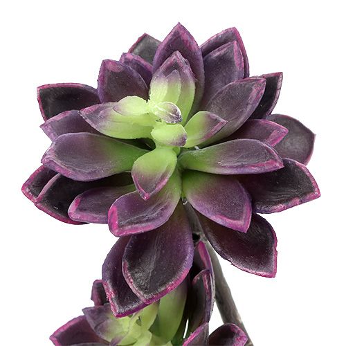 Floristik24 Succulent plant dark purple-gray Ø7cm, Ø10cm H30cm