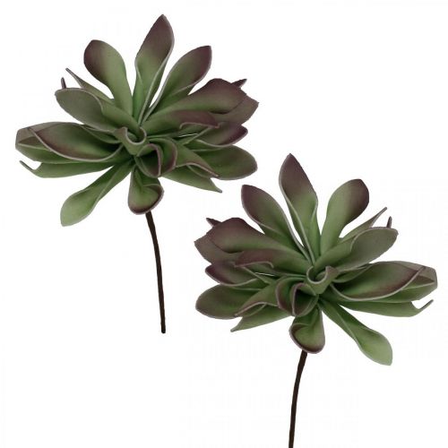 Floristik24 Succulent green, bordeaux 10cm 12pcs