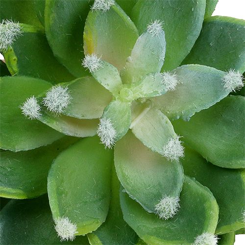 Floristik24 Succulent stone rose green Ø10cm H11cm 3 pcs