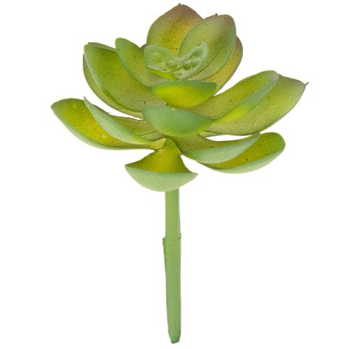 Artificial green succulent plant as decoration for creative arrangements buy online | Floristik24.ie
