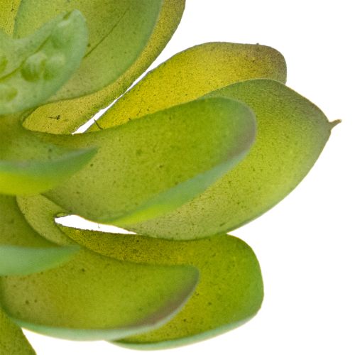 Artificial green succulent plant as decoration for creative arrangements | Floristik24.ie
