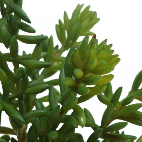 Floristik24 Succulent artificial green plant to stick 25cm green 2pcs