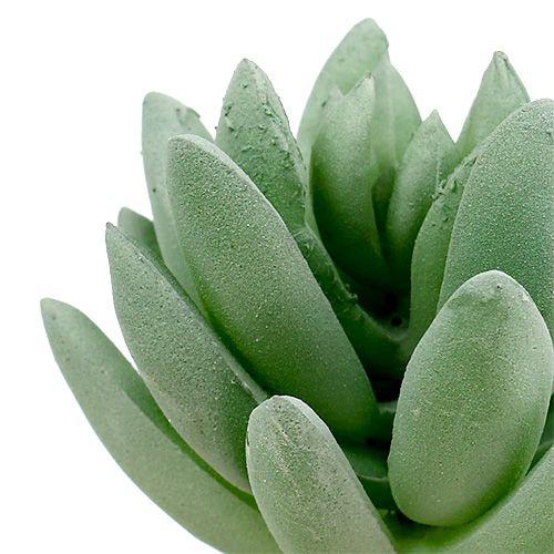 Product Succulent Echeveria Ø6.5cm L11cm 6 pcs