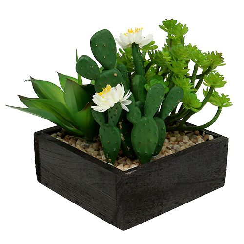 Succulents in a wooden box H14cm 1p