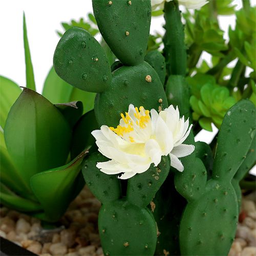 Floristik24 Succulents in a wooden box H14cm 1p