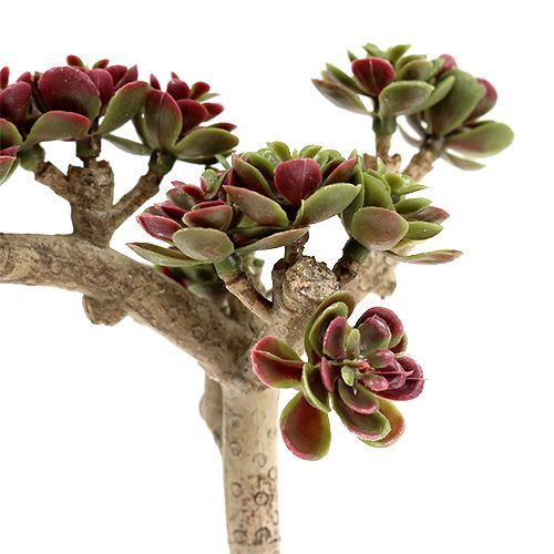 Floristik24 Succulent L 20cm green-purple