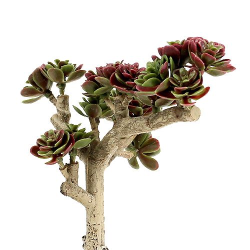 Floristik24 Succulent L 20cm green-purple