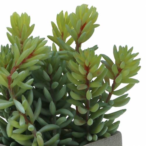 Floristik24 Succulent snake sedum in pot H16cm