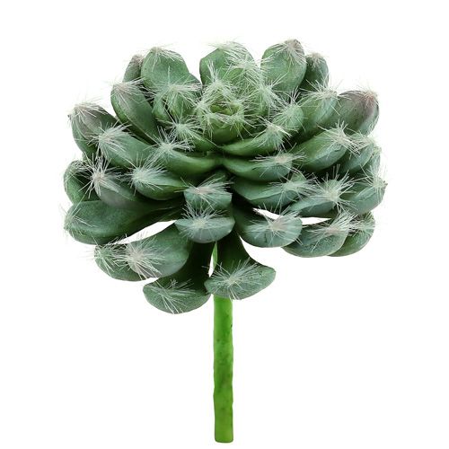 Floristik24 Succulent green Ø8.5cm L13cm