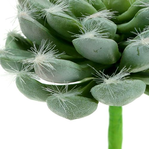 Floristik24 Succulent green Ø8.5cm L13cm