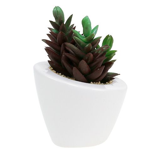 Floristik24 Succulent mix in a pot 9cm - 11cm 3pcs