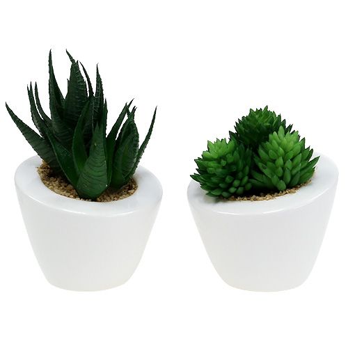 Floristik24 Succulent mix in a pot 9cm - 11cm 3pcs