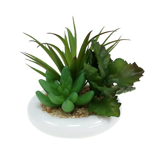 Succulents in a ceramic pot Ø12cm