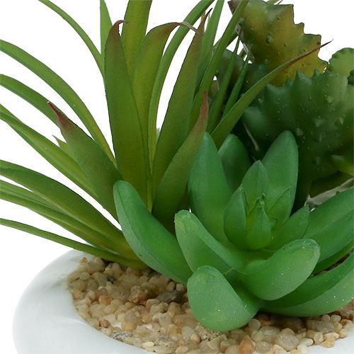 Floristik24 Succulents in a ceramic pot Ø12cm