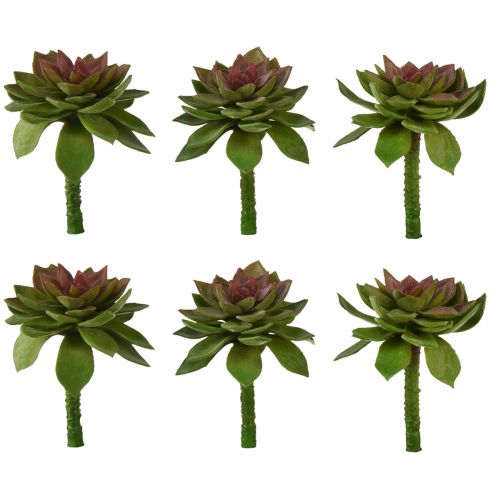 Floristik24 Succulent stone rose 6cm green 6 pcs