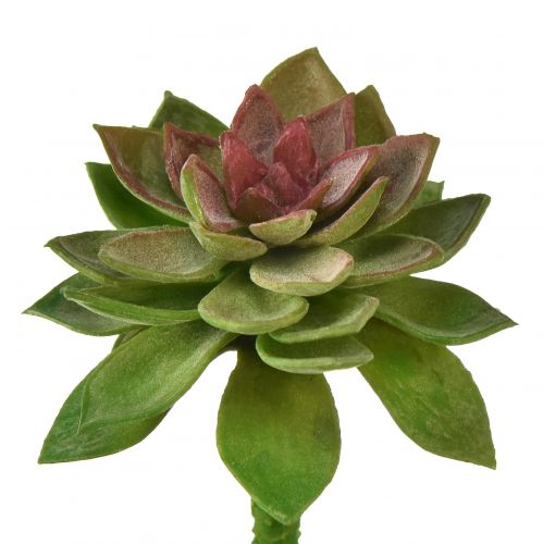 Product Succulent stone rose 6cm green 6 pcs