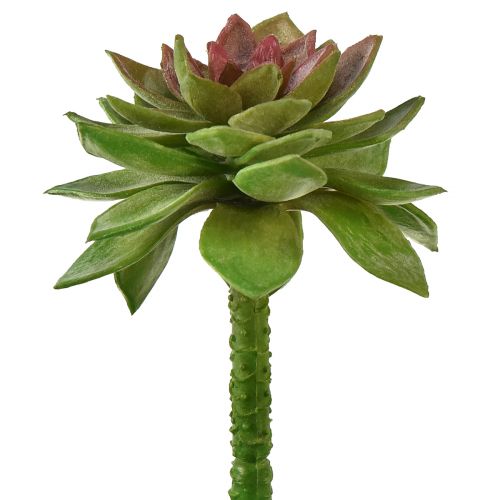 Product Succulent stone rose 6cm green 6 pcs