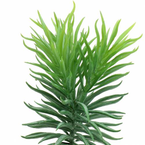 Floristik24 Succulent Senecio Ragwort Green 20cm